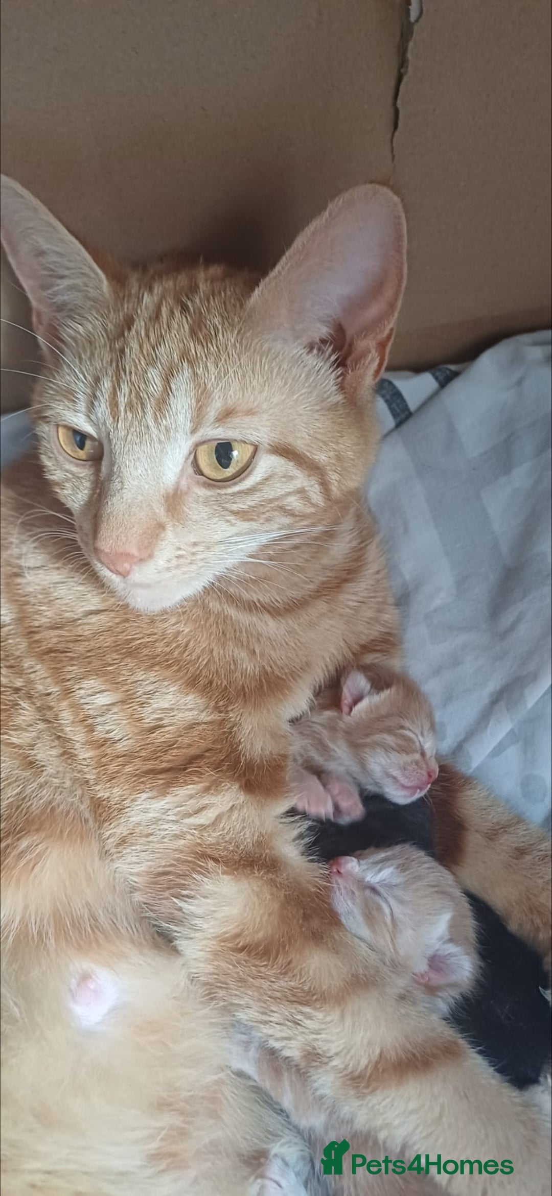 British Shorthair cats for sale: Cream male kitten  - Image 3