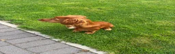 Cocker Spaniel dogs for sale: Cocker spaniel 5 months old  - Advert 3