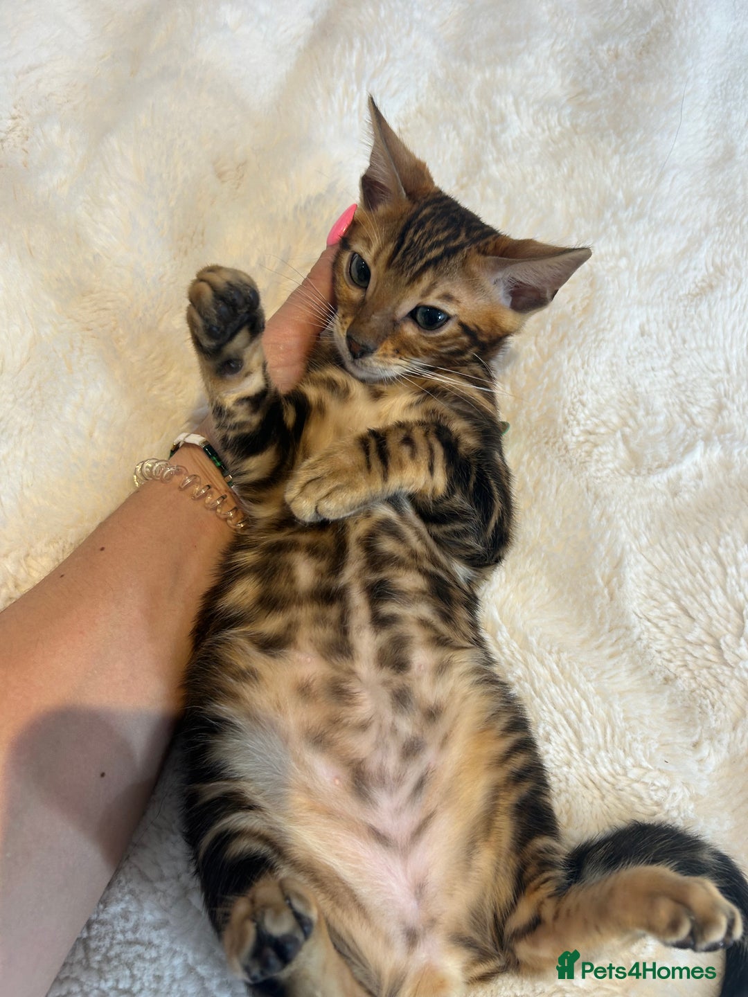 Bengal cats for sale: Champion bloodline Bengal kittens - Advert 20