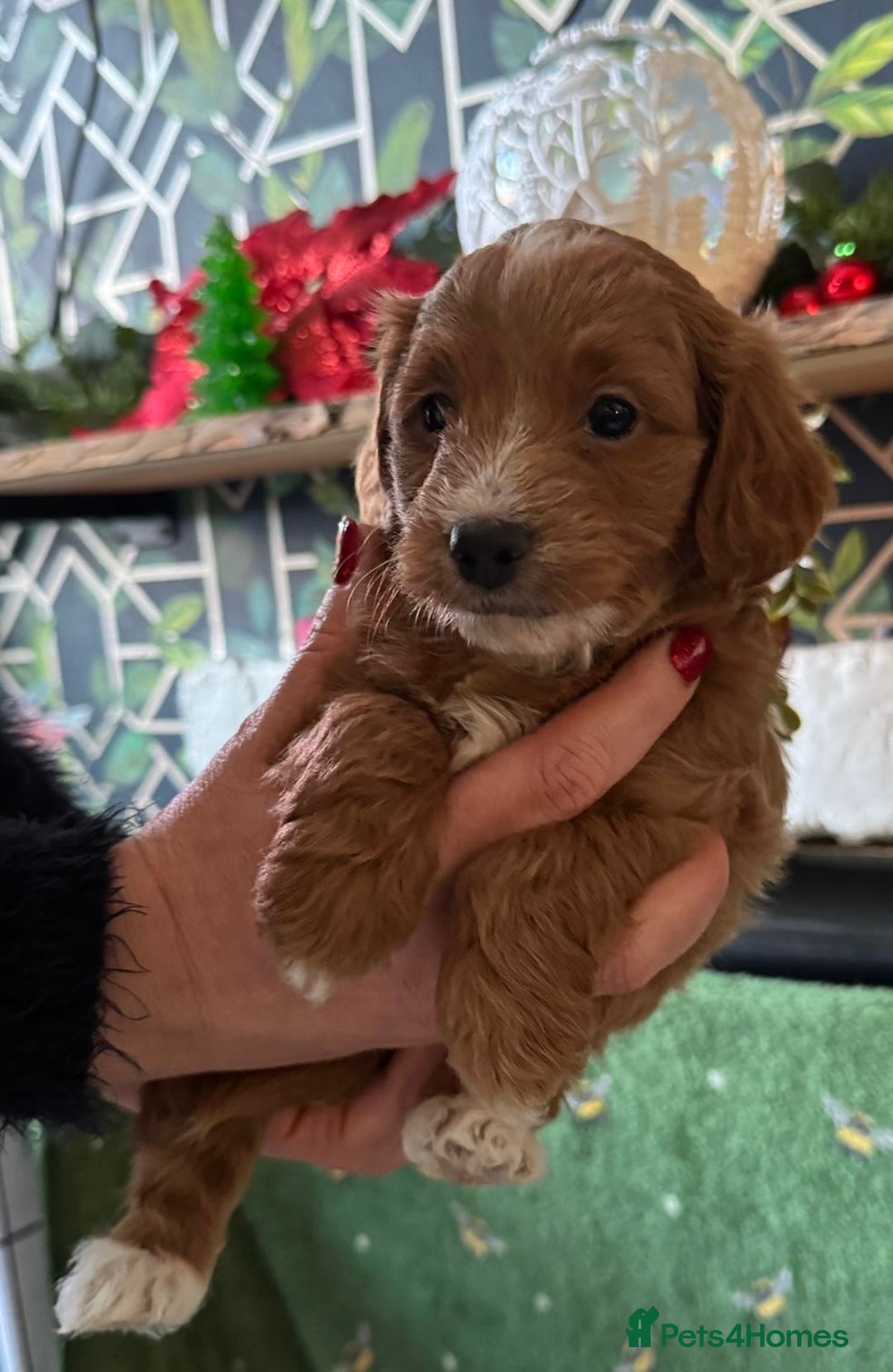 Doxiepoo dogs for sale: Beautiful Doxipoo puppies  - Advert 11