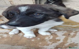 Caucasian Shepherd Dog dogs for adoption: Max 2.5 year old Macedonian rescue  - Image 10