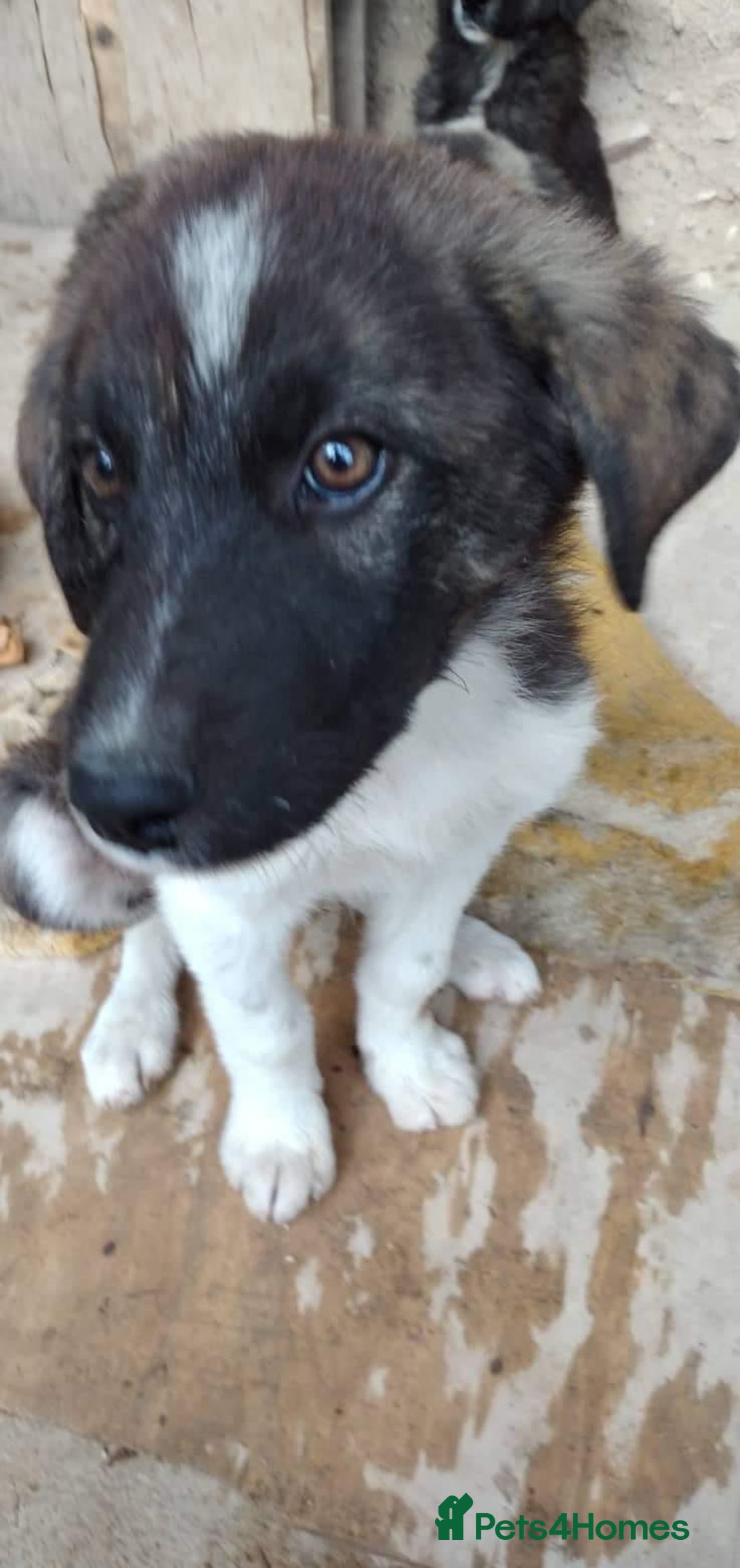 Caucasian Shepherd Dog dogs for adoption: Max 2.5 year old Macedonian rescue  - Image 10