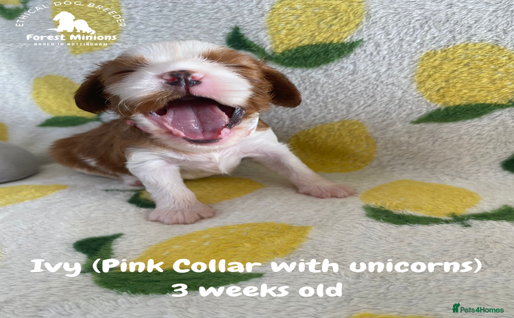 Cavalier King Charles Spaniel dogs - Advert 2