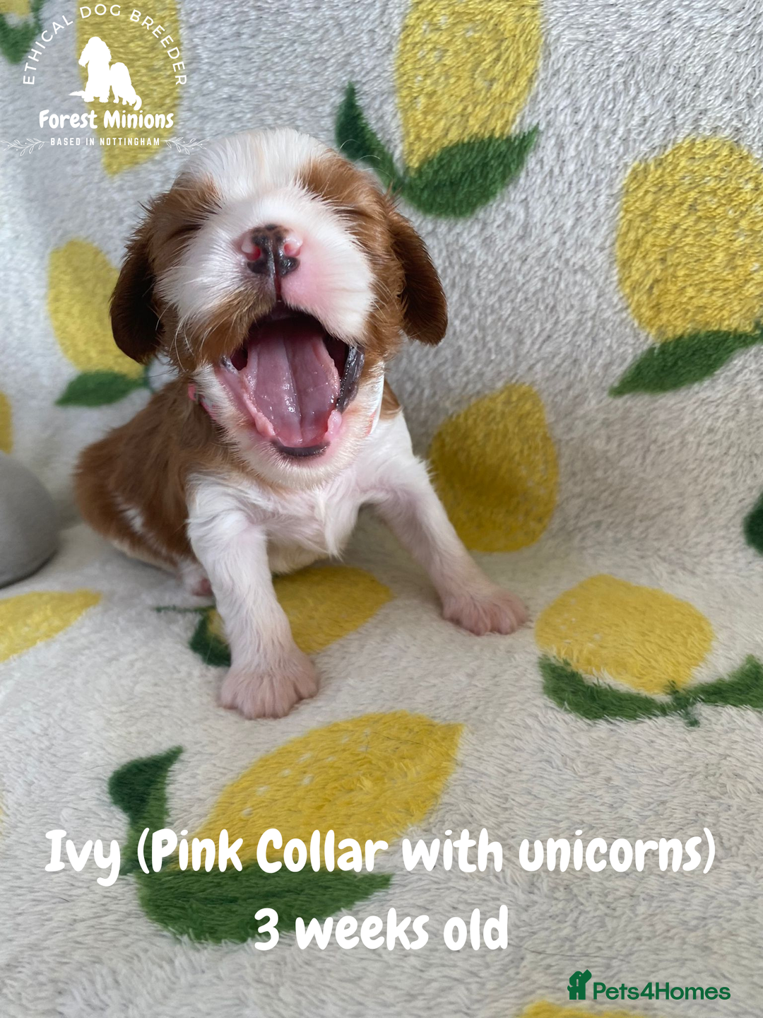 Cavalier King Charles Spaniel dogs for sale: Excessively tested Cavalier King Charles Spaniels - Image 1