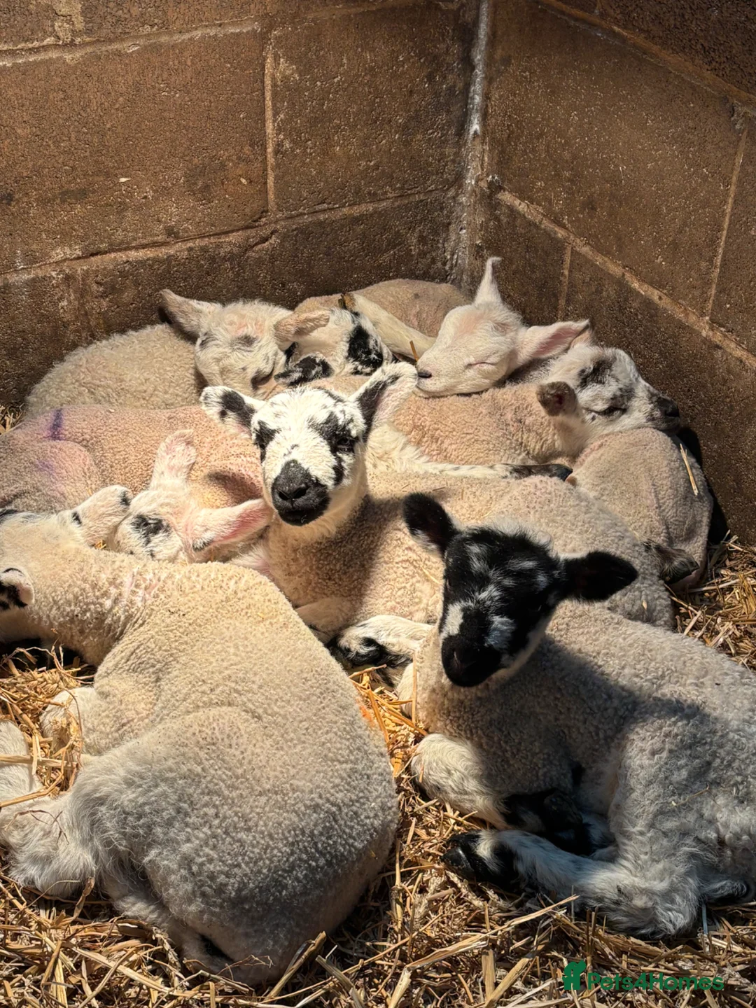 Sheep livestock for sale: Pet lambs for sale mules and texel x gimmer/wether in Bishop Auckland - Advert 1