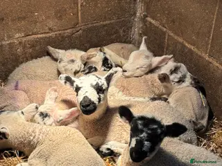 Sheep livestock Pet lambs for sale mules and texel x gimmer/wether - Advert 5