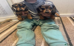 Dachshund dogs for sale: Stunning dachshund puppies for sale males  - Image 10