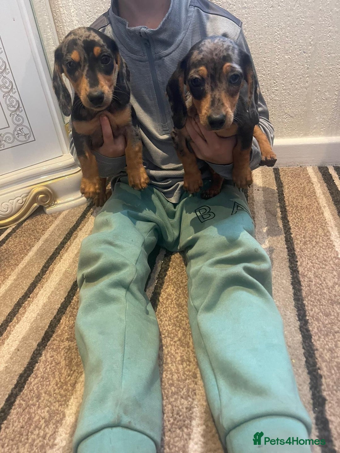 Dachshund dogs for sale: Stunning dachshund puppies for sale males  - Image 10