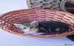Mixed Breed cats for sale: 2 kittens  - Image 2