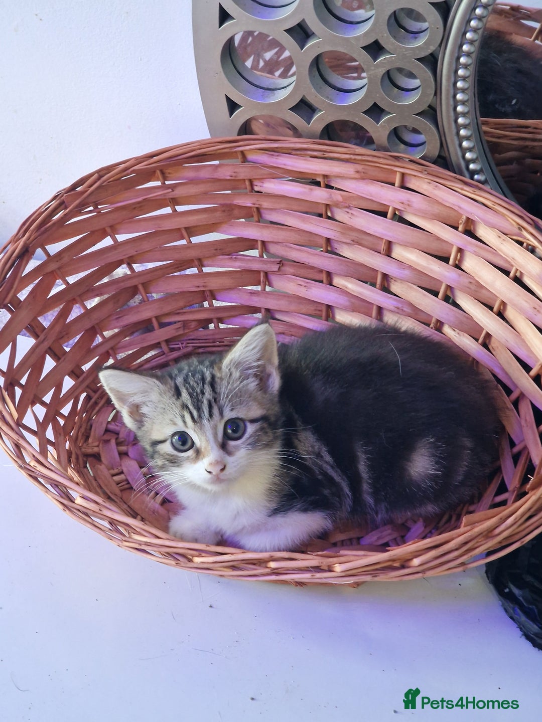 Mixed Breed cats for sale: 2 kittens  - Image 2