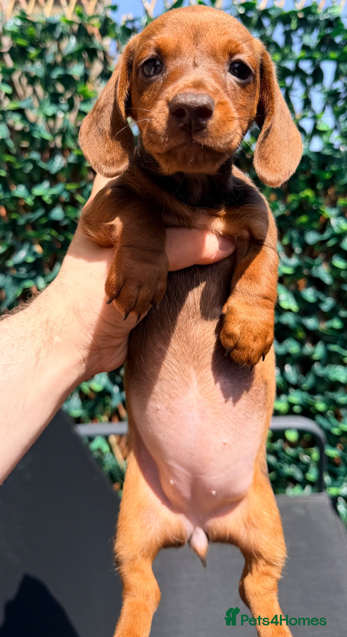 Miniature Dachshund dogs Ready now Outstanding Russian bloodline minis - Advert 1