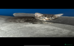 Domestic Shorthair cats for sale: beautiful tabby kittens  - Image 3