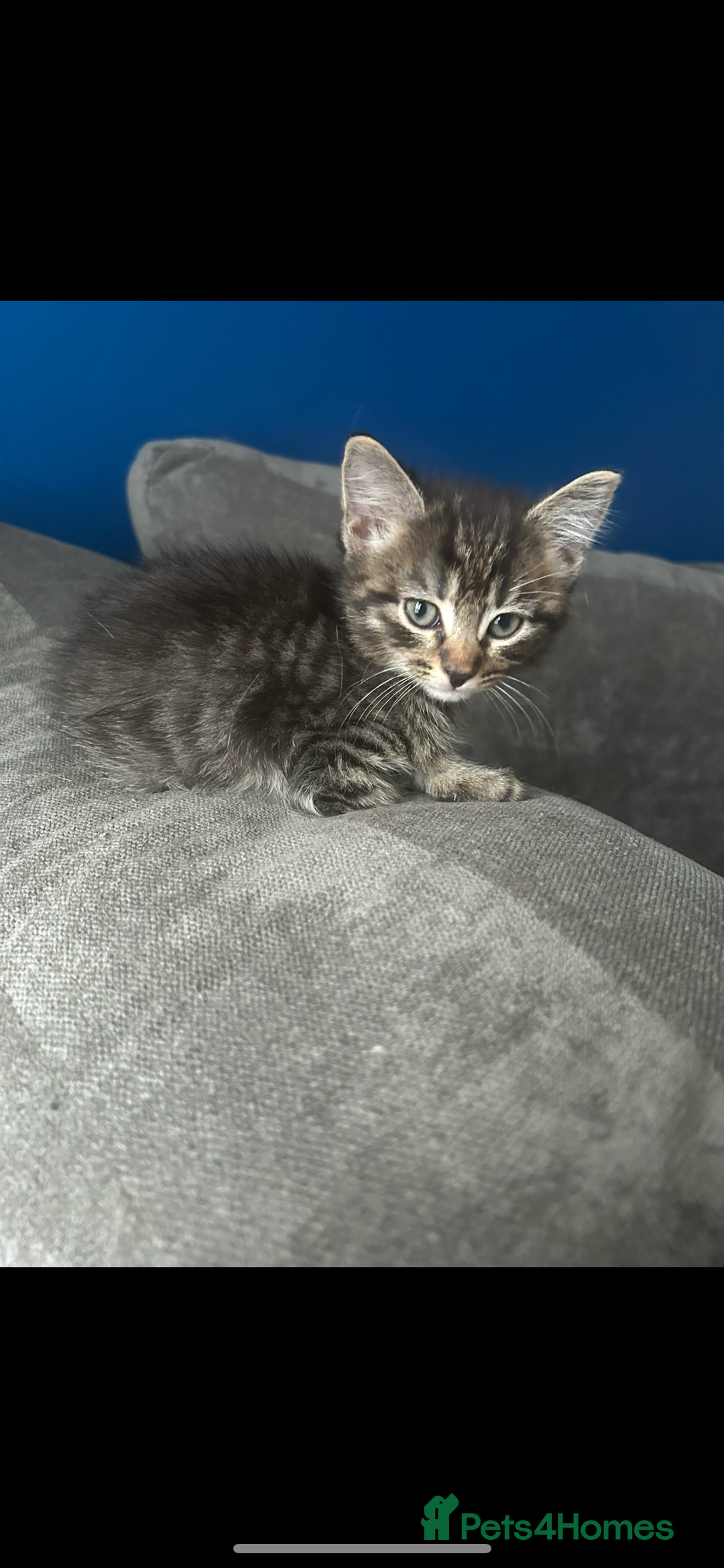 Domestic Shorthair cats for sale: beautiful tabby kittens  - Image 3