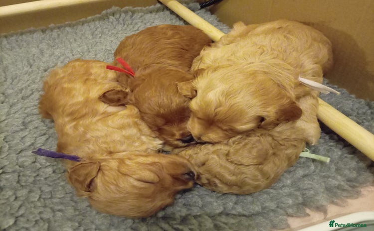 Cockapoo dogs - Advert 2