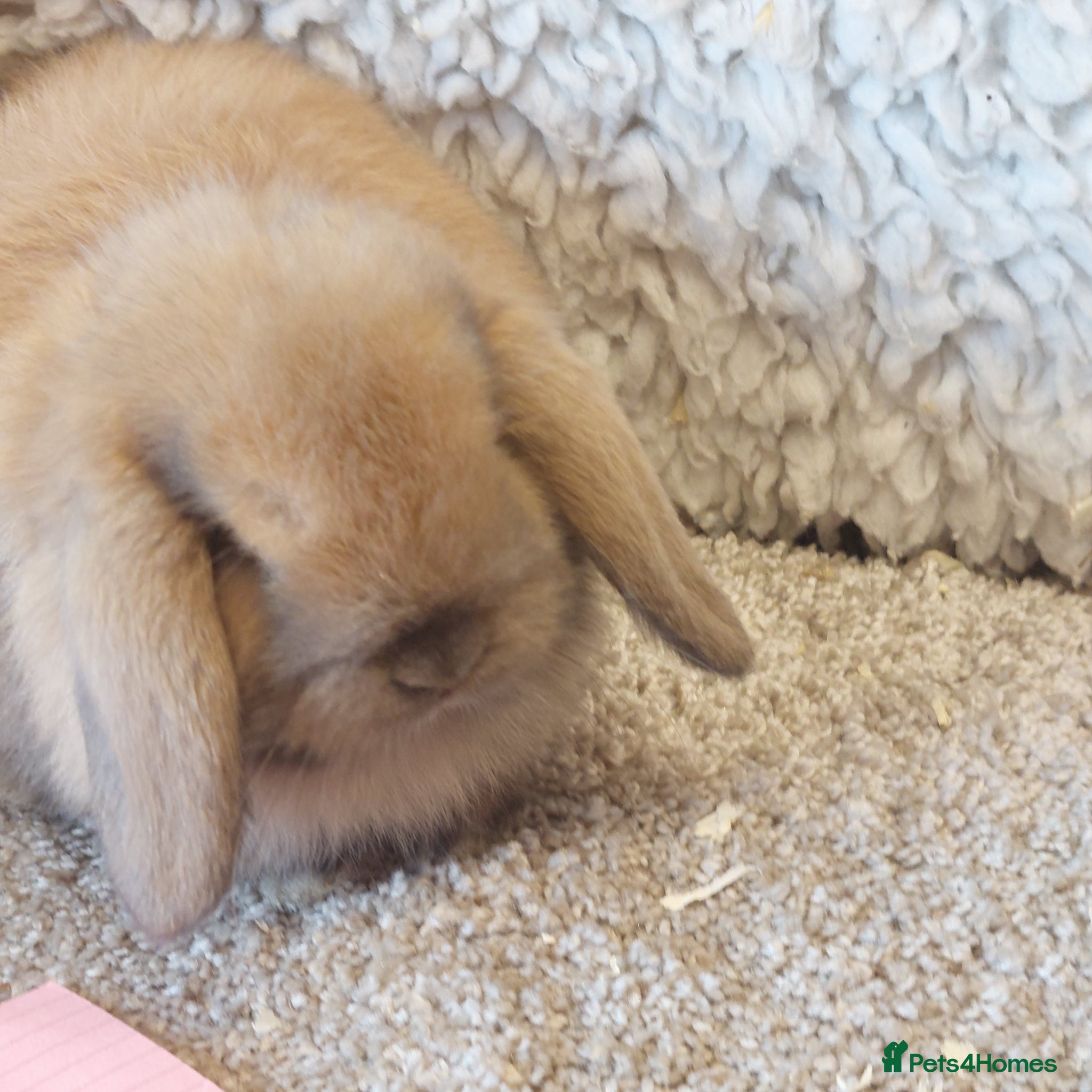 Mini Lop rabbits  3 doesvBeautifull minilop babys ready to reserve  - Advert 18