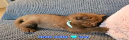 British Shorthair cats for sale: British short hairs / long hair  - Advert 9