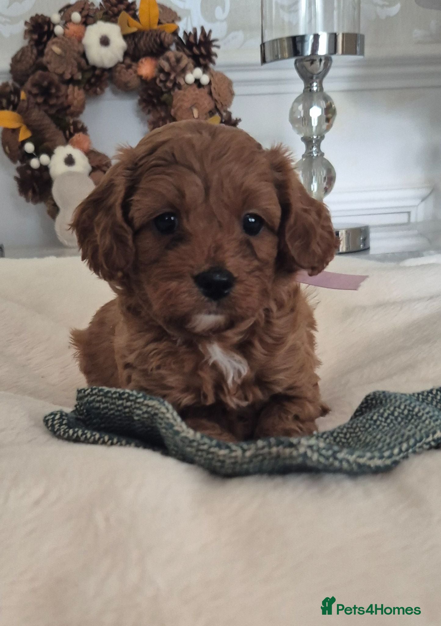 Cavapoo dogs F1B HEALTH TESTED CAVAPOO PUPPIES  - Advert 1