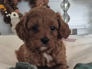Cavapoo dogs F1B HEALTH TESTED CAVAPOO PUPPIES - Advert 8