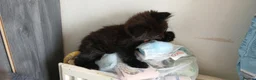 Mixed Breed cats for sale: 5 cuties looking for new forever homes - Advert 4