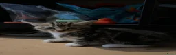 Mixed Breed cats for sale: 3 kittens for sale  - Advert 6