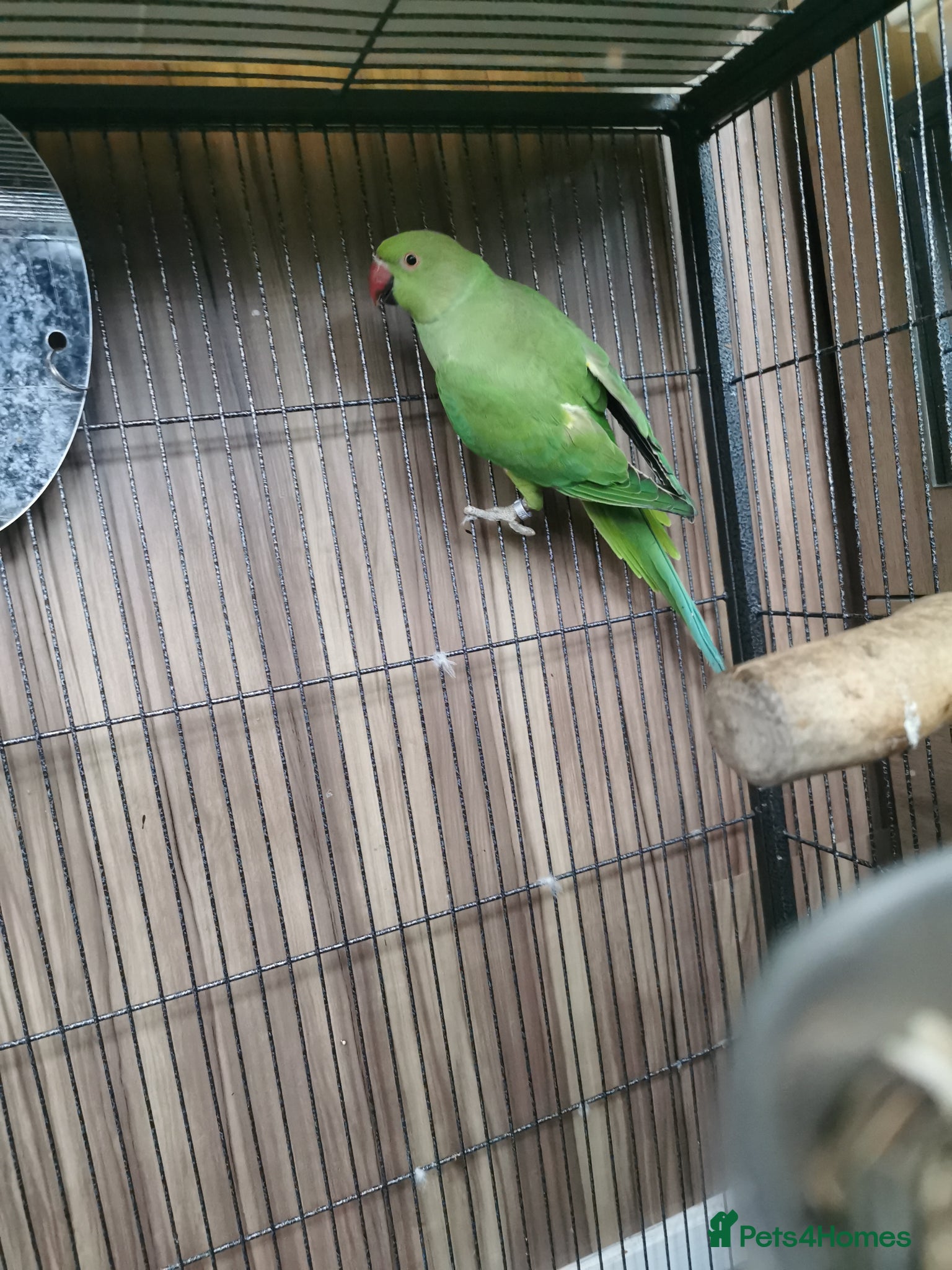 Ringnecks birds Indian Ringneck Bird Female - Advert 2