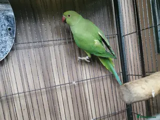 Ringnecks birds Indian Ringneck Bird Female - Advert 2