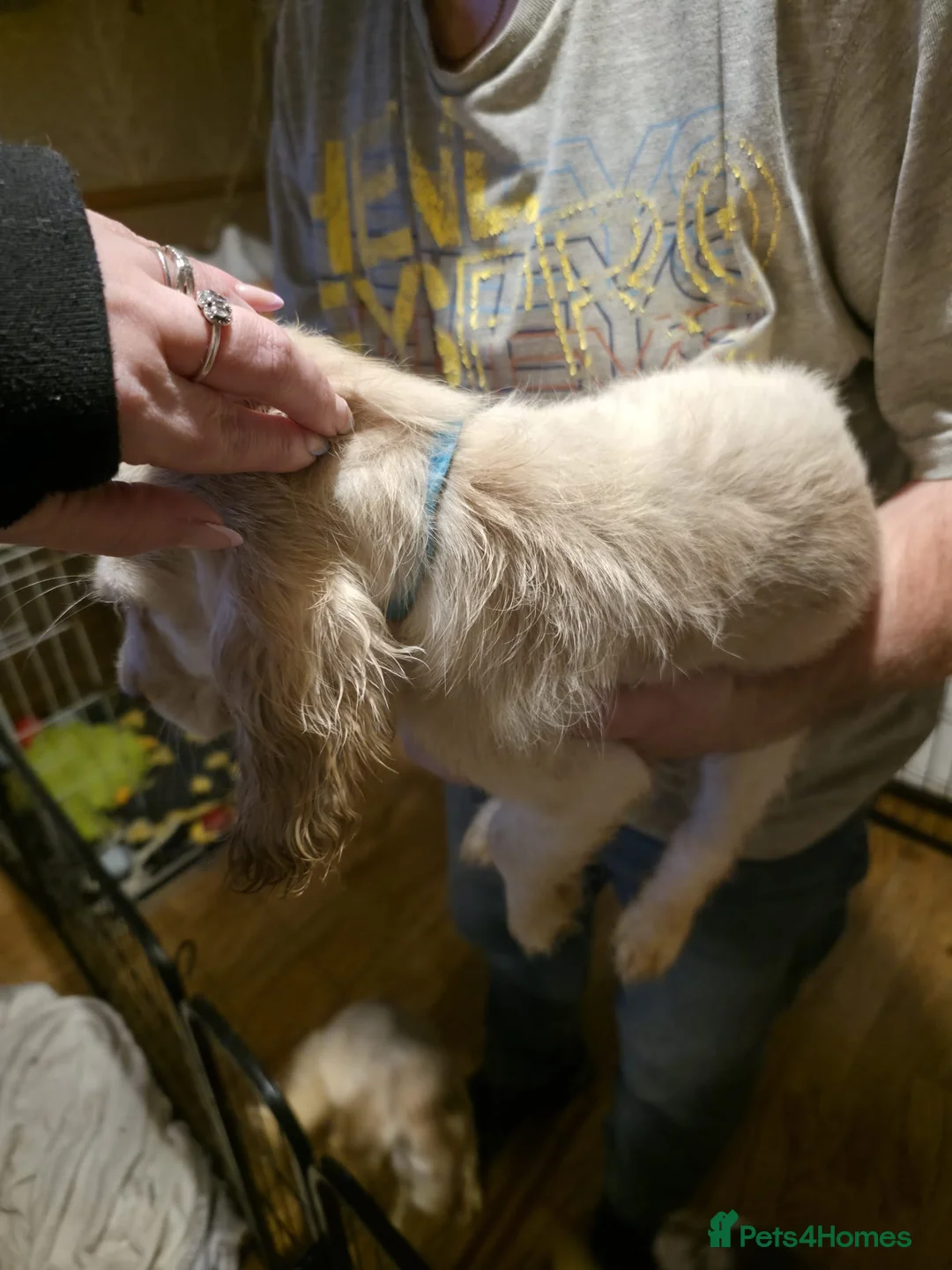 Cocker Spaniel dogs for sale: Cocker spaniel puooys - Advert 35