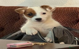 Jack Russell dogs for sale: Jack russel - Image 2