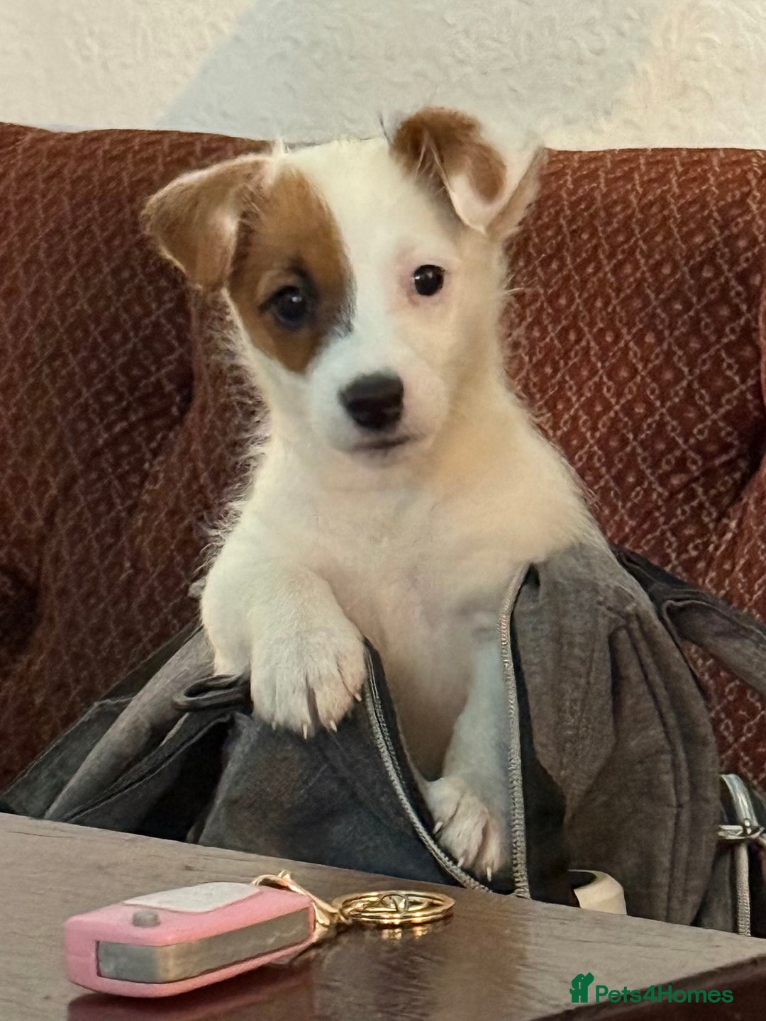 Jack Russell dogs for sale: Jack russel - Image 2