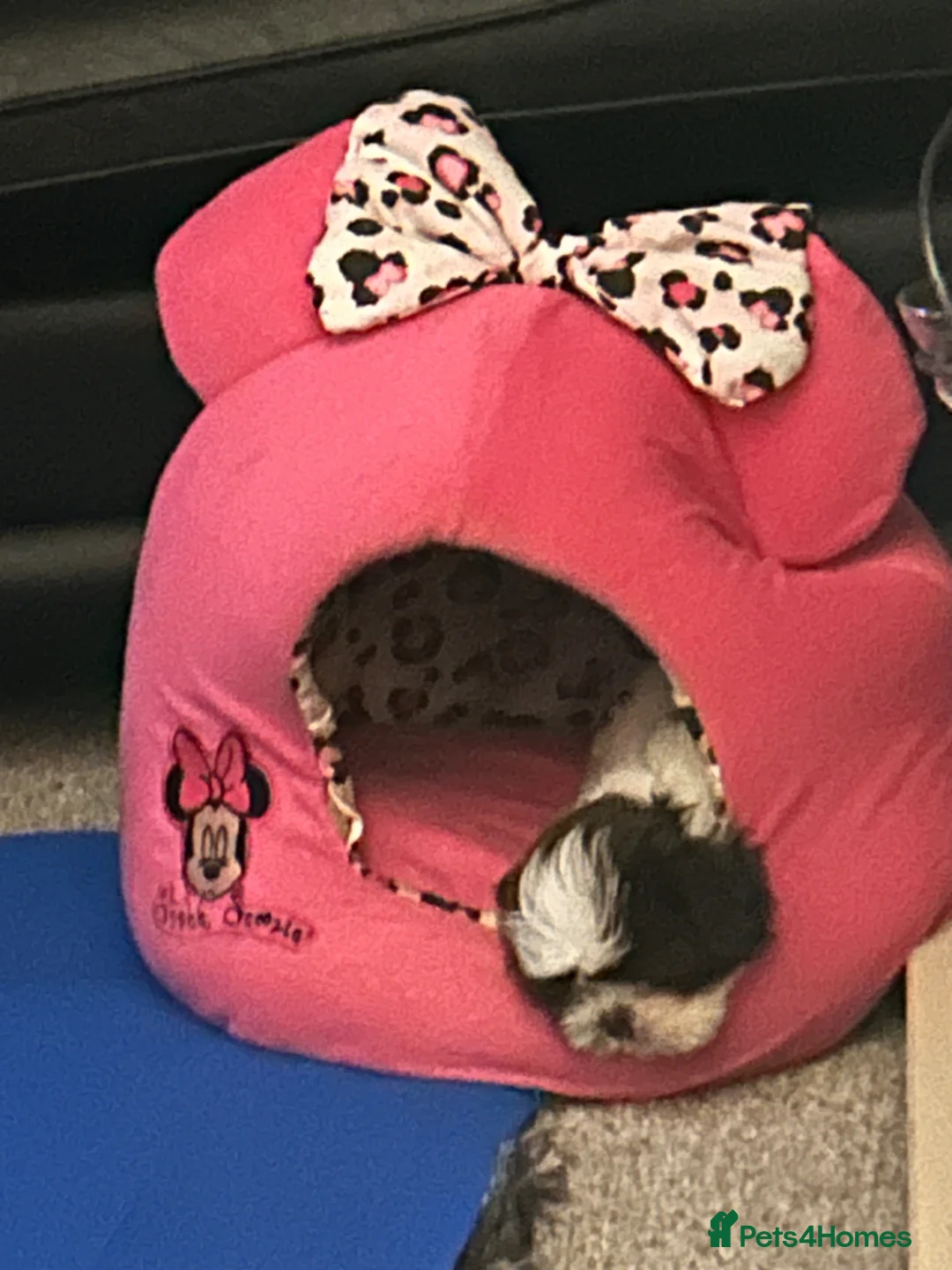 Shih Tzu dogs for sale: Molly Moo Moo - Advert 14
