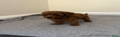 Miniature Poodle 2