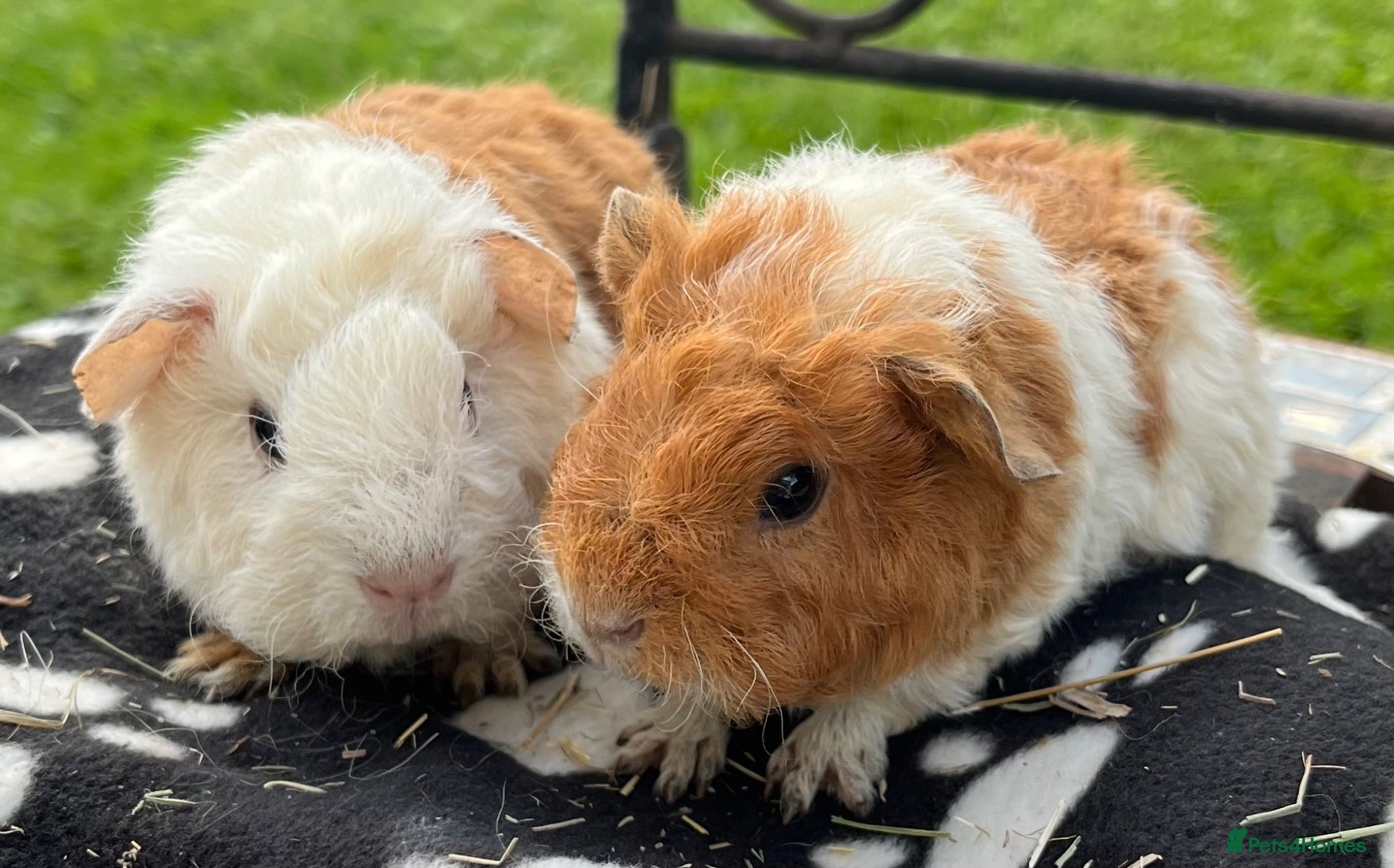 Guinea Pig rodents Guinea pigs 🐹  - Advert 10
