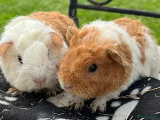 Guinea Pig rodents Guinea pigs 🐹 - Advert 5