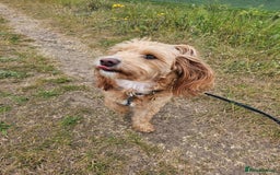 Jackapoo dogs for sale: Almost 3 year old Jackapoo family dog - Image 6