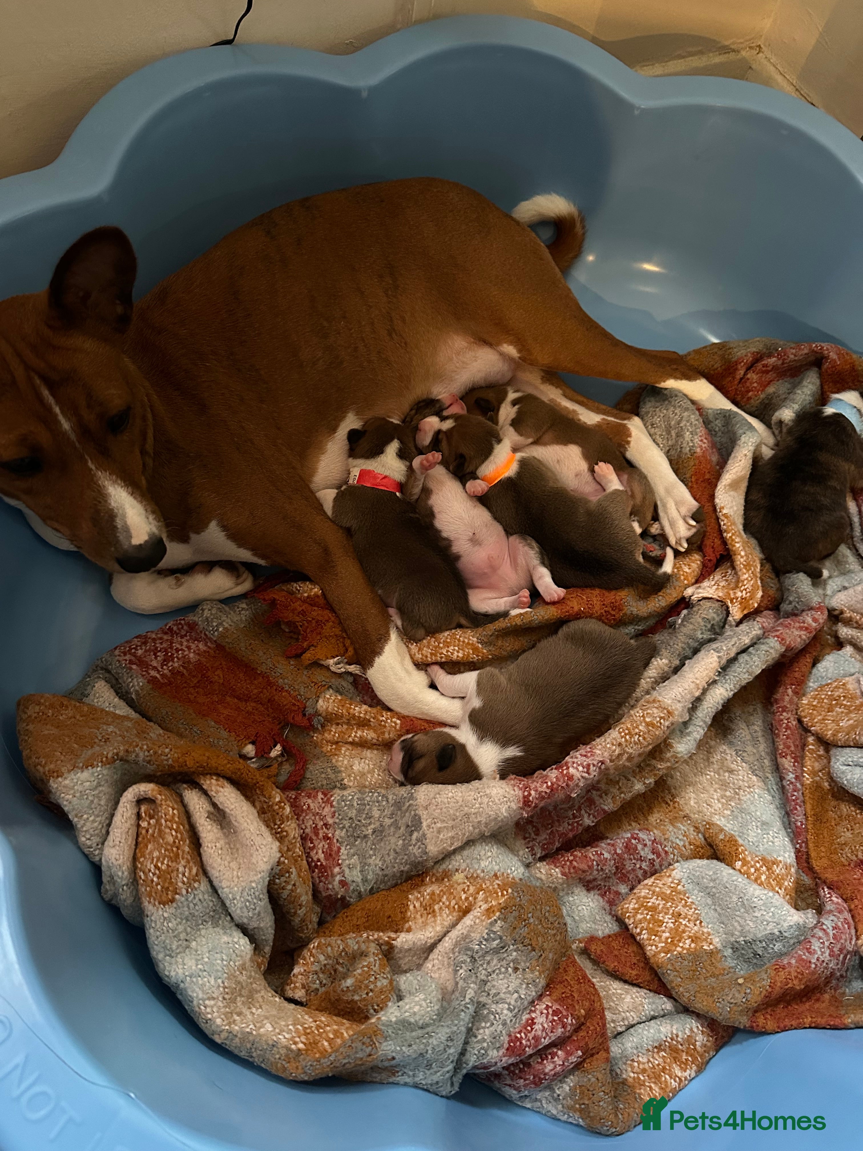 Basenji dogs  basenji puppies from pure breed mother father kc - Advert 8