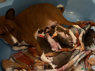 Basenji dogs basenji puppies from pure breed mother father - Advert 1