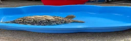 Tortoise reptiles for sale: Leopard Tortoise in Newport - Advert 2