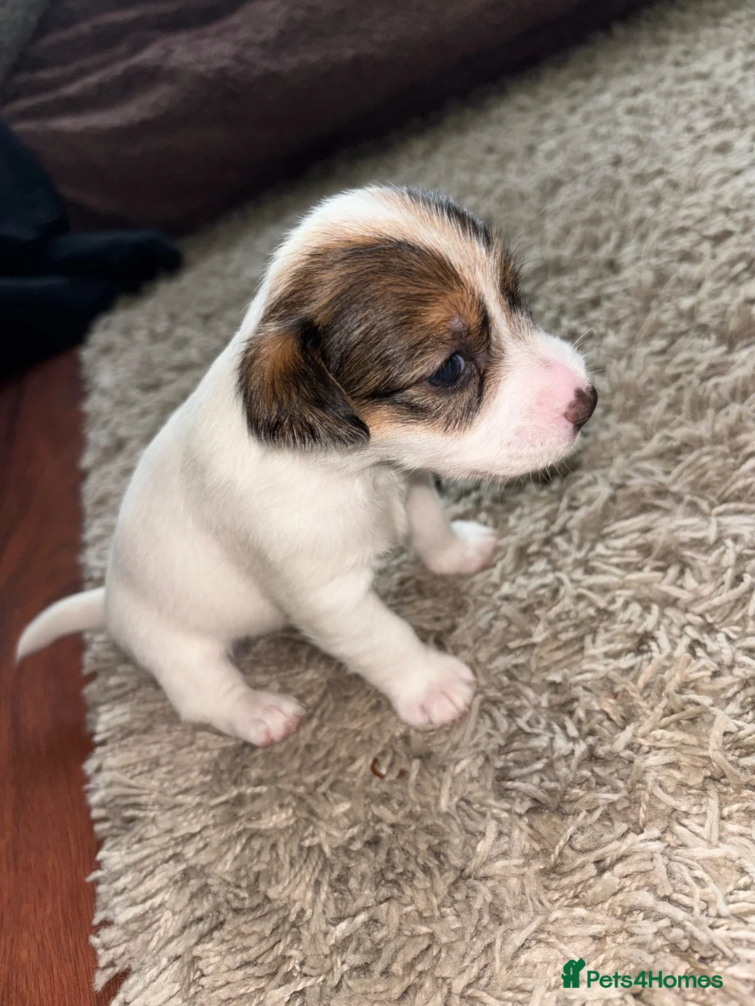 Mixed Breed dogs for sale: Jack Russell cross pups in Stoke-on-Trent - Advert 2