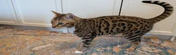 Bengal cats for sale: Adorable Bengal male for sale  - Advert 6