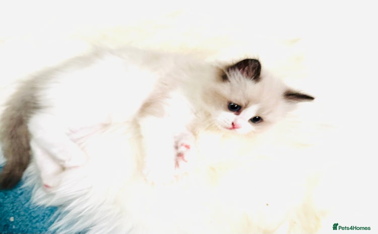 Ragdoll cats - Advert 1