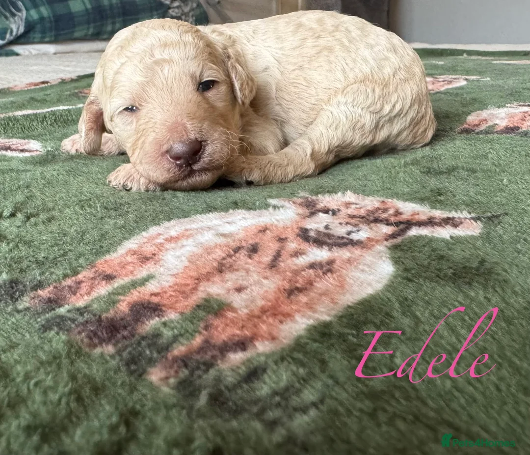 Standard Poodle dogs for sale: Show line standard poodles  - Advert 8