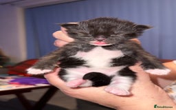 Ragdoll cats for sale: Gorgeous Ragdoll Cross Kittens - Image 6