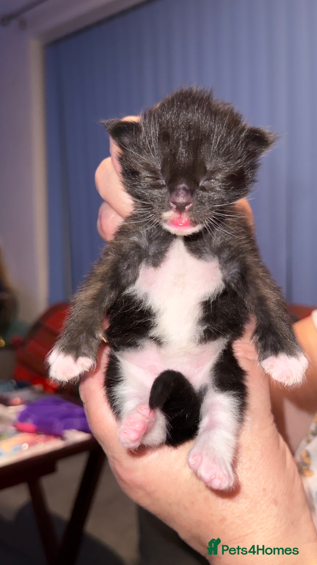 Ragdoll cats for sale: Gorgeous Ragdoll Cross Kittens - Image 6