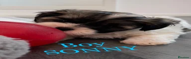 Shihpoo 1