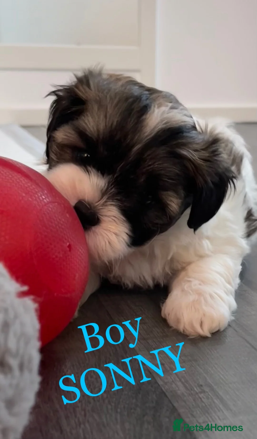 Shihpoo dogs for sale: Two Super Cute Shihpoo Pups For Sale  - Advert 2