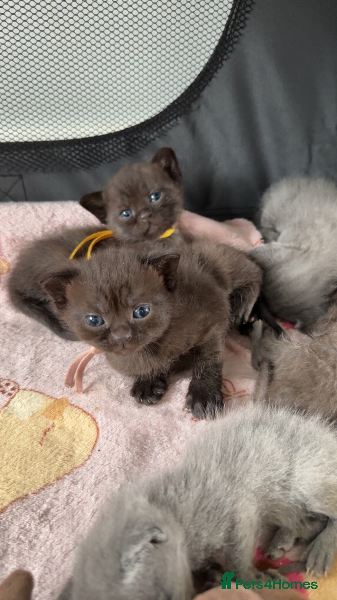 British Shorthair cats Chocolate British Short Hair Kittens - Advert 8