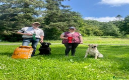 Labrador Retriever dogs for sale: Working Labrador for sale by FTCh Harperri breac  - Image 2
