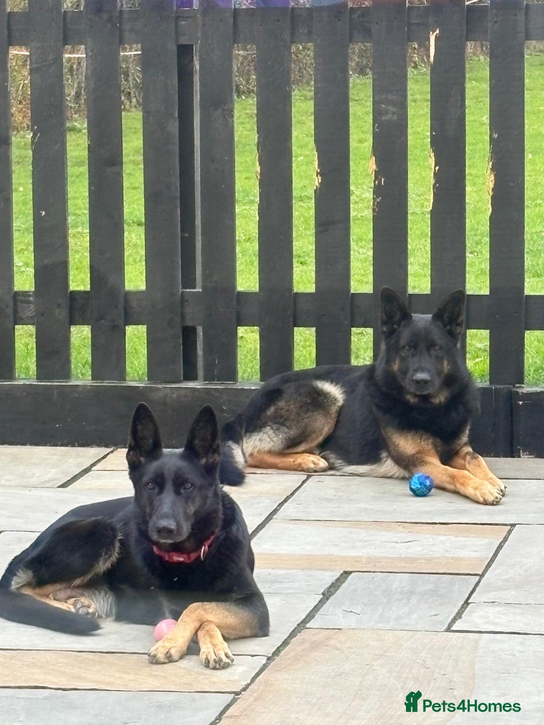 German Shepherd dogs for sale: 3 Adorable Male German Shepherd Puppies  - Advert 2