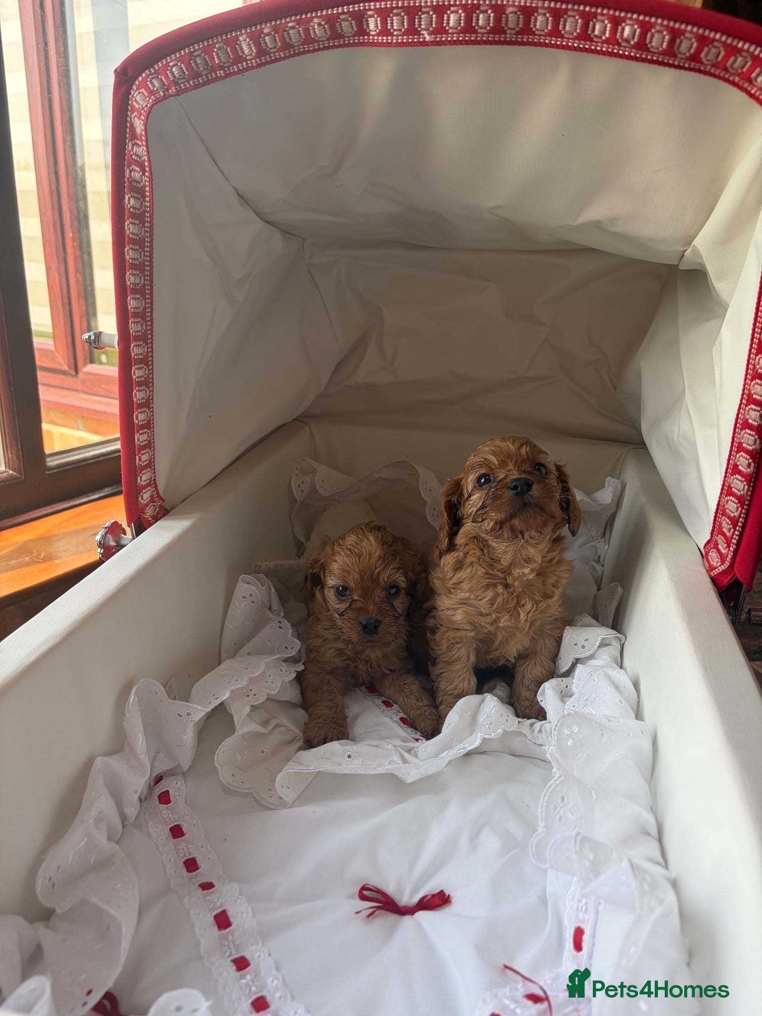 Cavapoo dogs Red Toy cavapoo - Advert 2