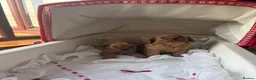 Cavapoo dogs for sale: Red Toy cavapoo in Newark - Advert 5